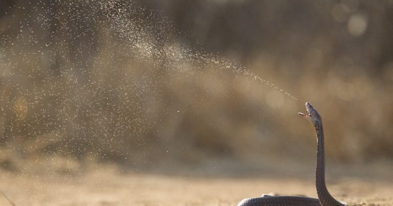 Match report – Falcons vs Cobras Venom